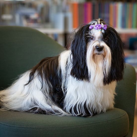 Læsehunden Thomsen, hund af racen Bichon Havanais