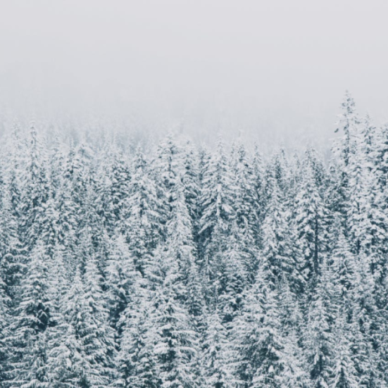 Et billede af grantræer overstrået med sne