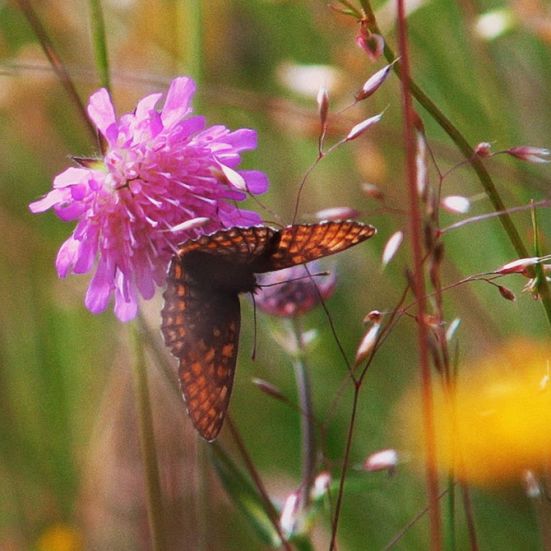 Sommerfugl på en blomst