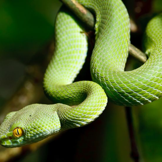 grøn slange på en gren