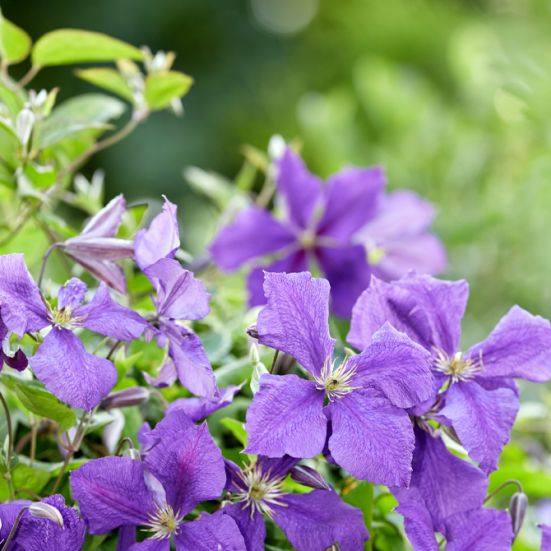 Grøn plante med lilla blomster