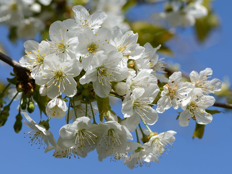 Hvide blomster på kirsebærtræ