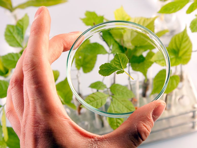 Hånd holder en petriskål med grønne blade