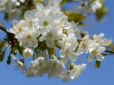 Hvide blomster på kirsebærtræ