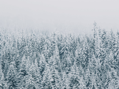 Et billede af grantræer overstrået med sne