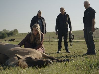 Tre mænd og en kvinde kigger på en død hest