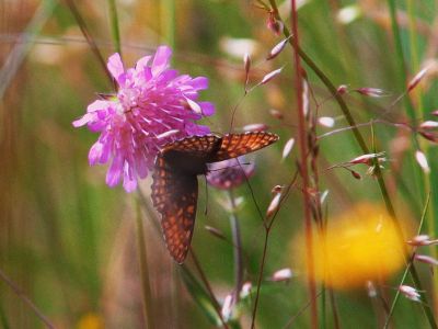 Sommerfugl på en blomst