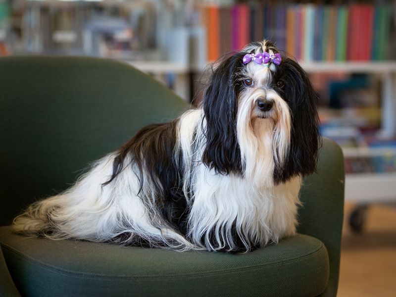 Læsehunden Thomsen, hund af racen Bichon Havanais