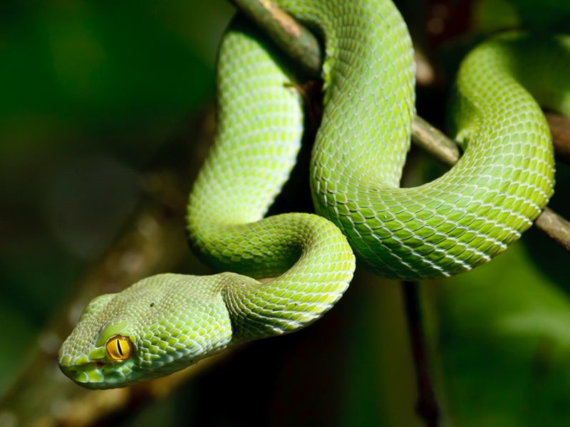 grøn slange på en gren